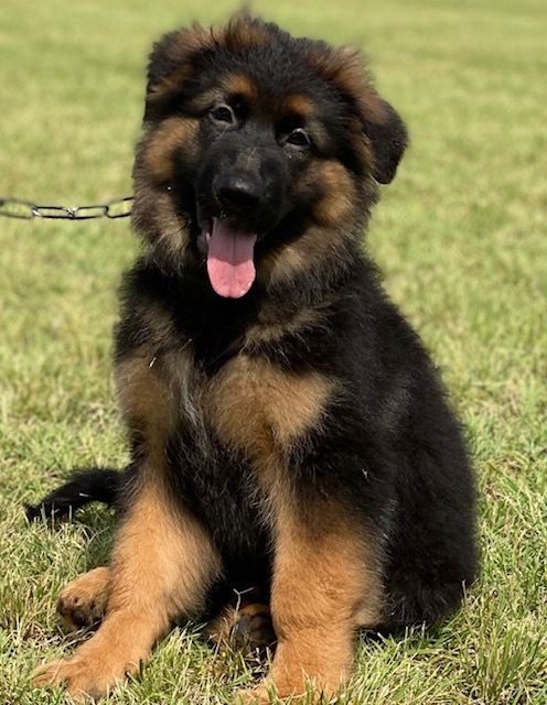 First 30 Days With A German Shepherd Puppy For Sale