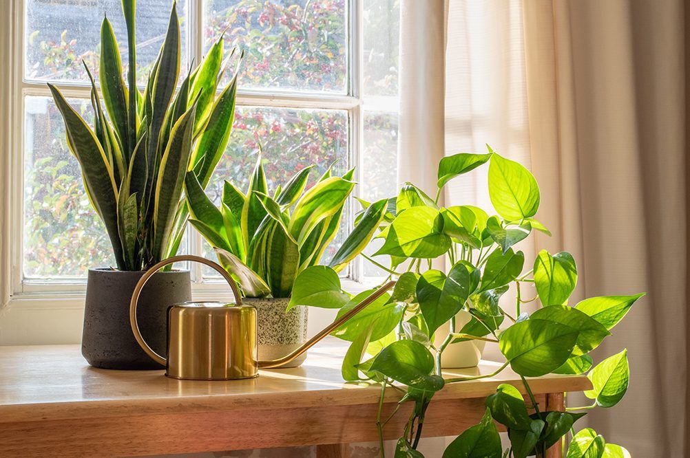 How-To Care For Indoor Plants: A Beginner’S Guide